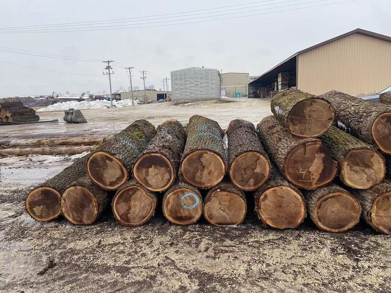 China Dongguan Yinghui Wood Industry Co., Ltd. Unternehmensprofil